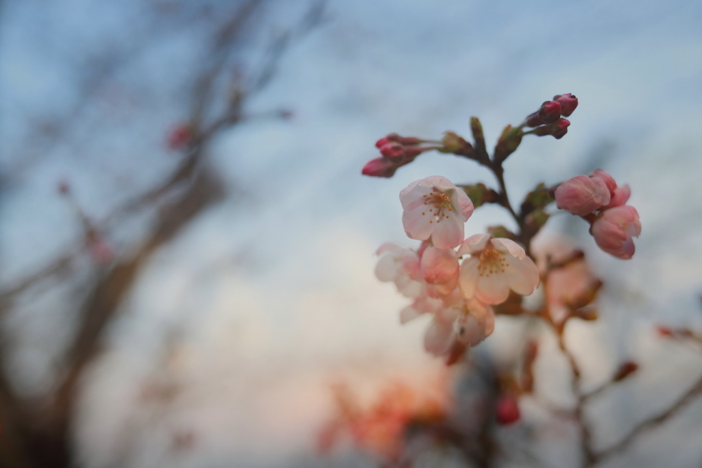 夕暮れの桜