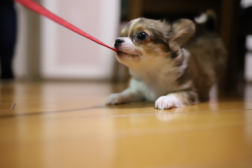 おてんばむすめ