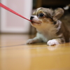 おてんばむすめ