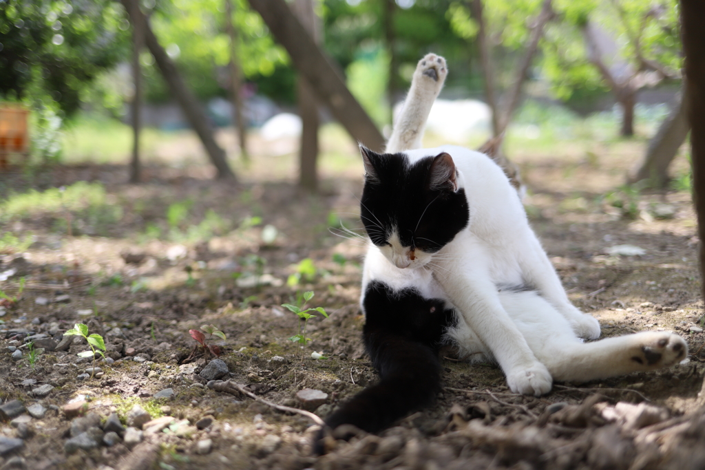 なめねこ