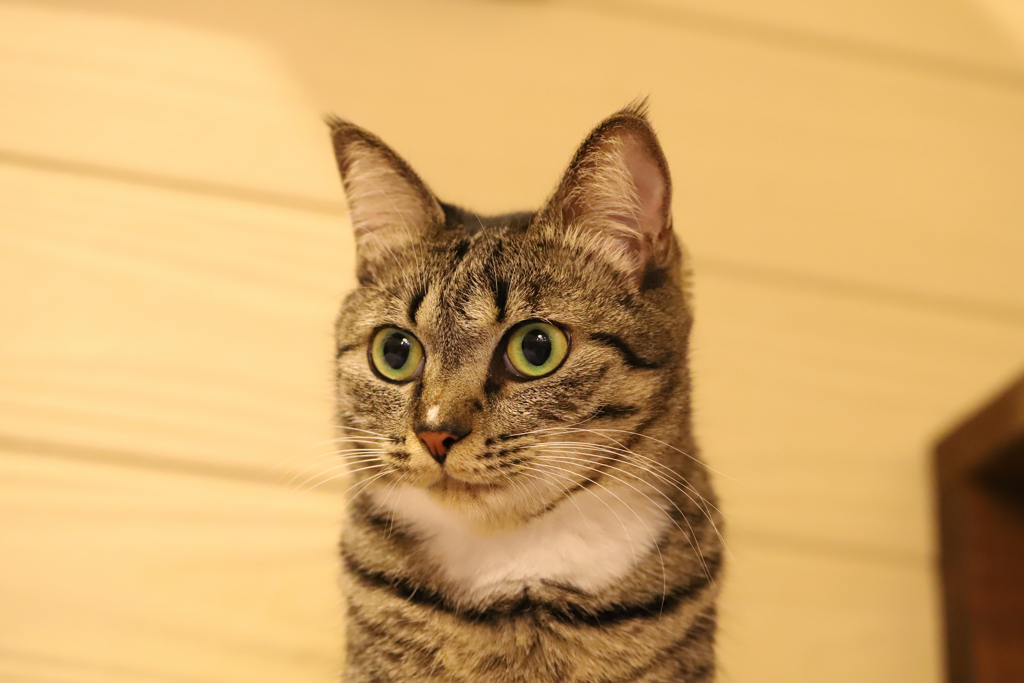 びっくり