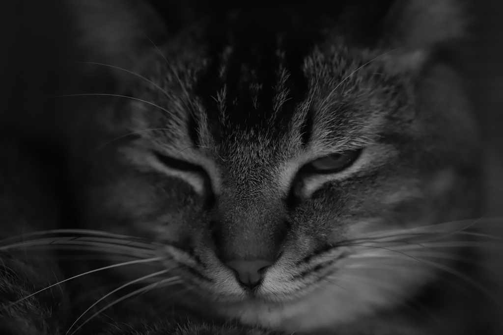 どっしり