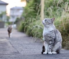 夕暮れ、野良猫