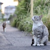 夕暮れ、野良猫