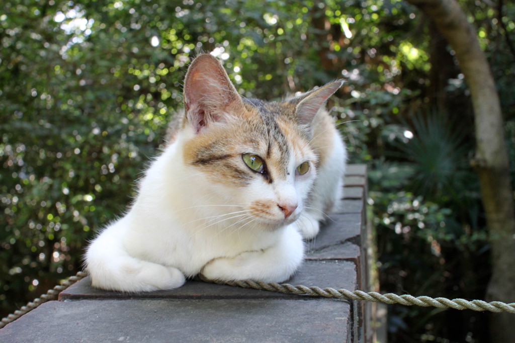 美人さん　そのニ