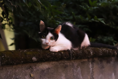 ねこ