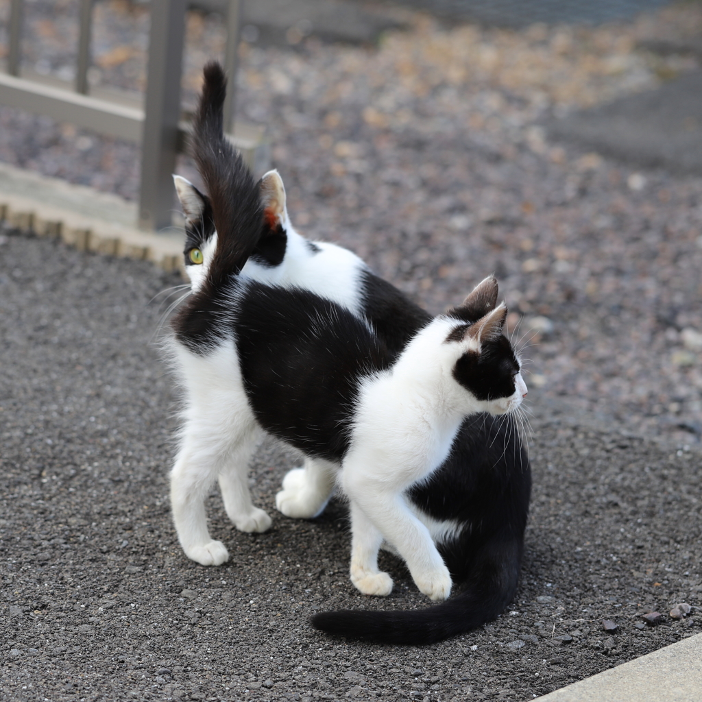 かまって〜