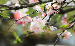 変わった桜