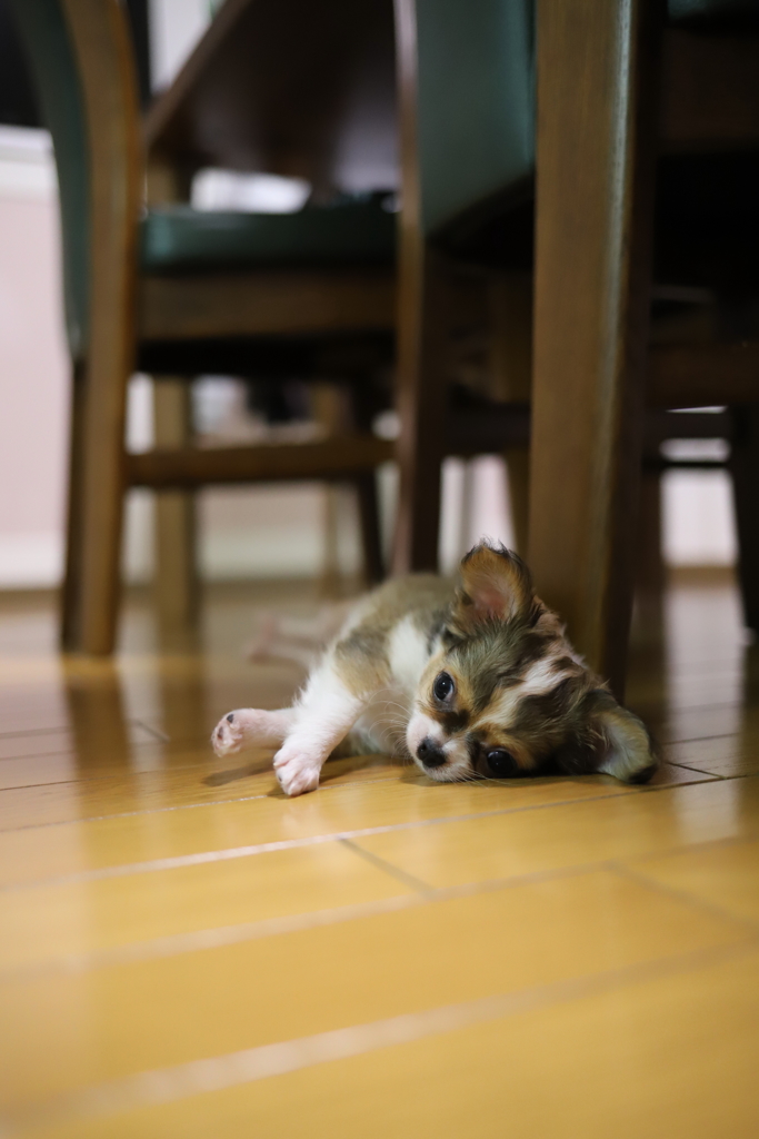 遊び疲れて…