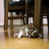 遊び疲れて…