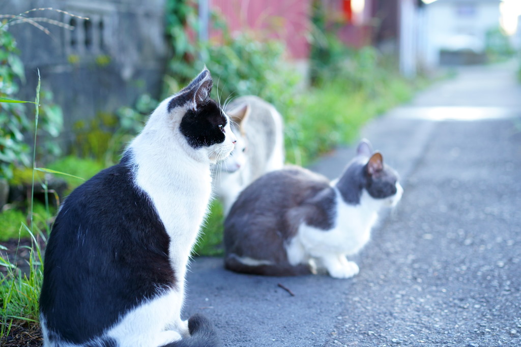 夕暮れの会話