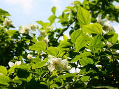 P5280047
