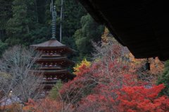 奈良長谷寺