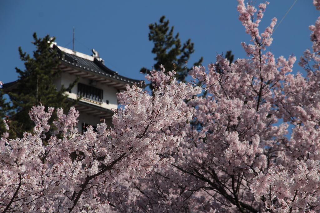 高遠城址公園の桜
