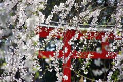 豊橋 野依 しだれ桜