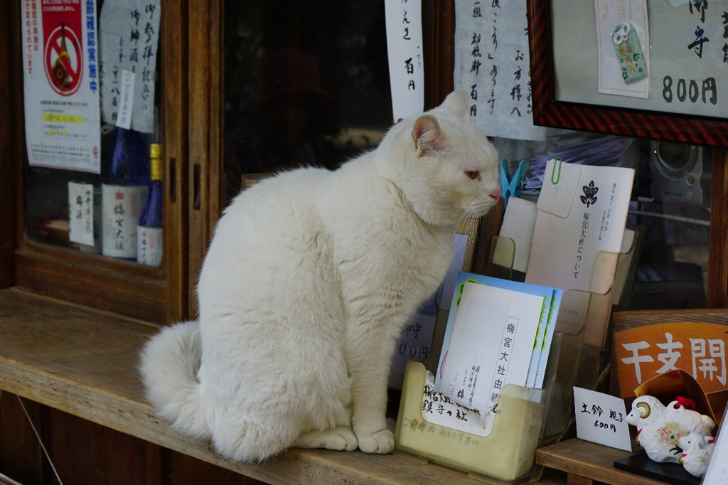 梅宮大社のネコちゃん＾＾