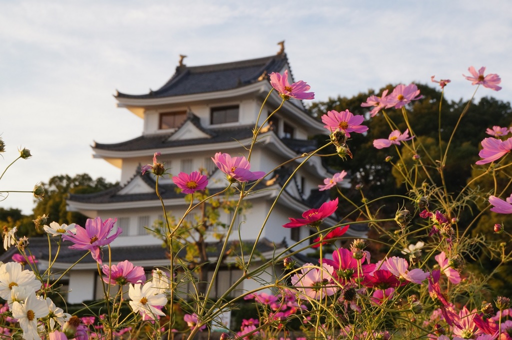 尾張旭城のコスモス