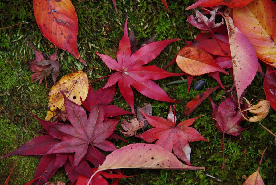 京都の紅葉