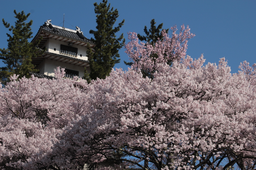 高遠城址公園の桜