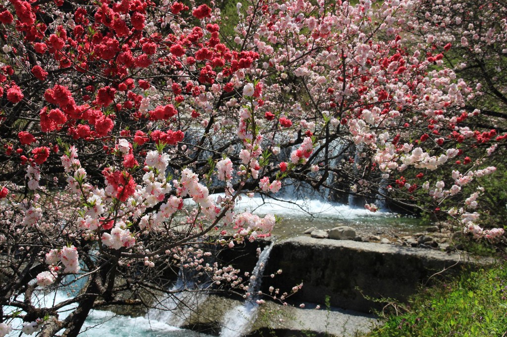 花桃の里