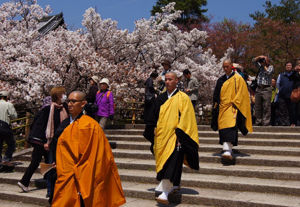仁和寺御室桜