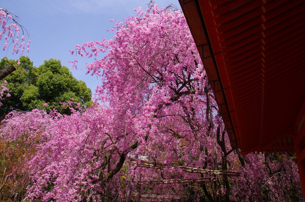 平安神宮の桜