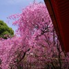 平安神宮の桜