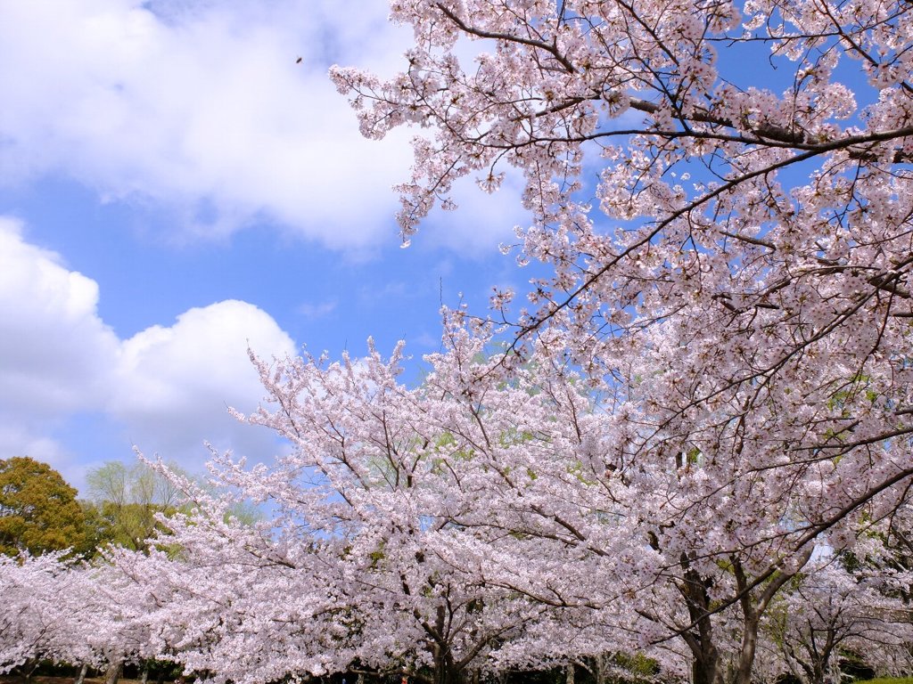 豊橋市民球場の桜