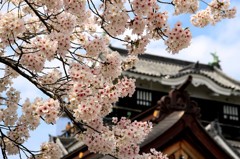 岡崎城の桜