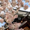 岡崎城の桜
