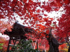 化野念仏寺紅葉