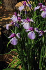 豊橋賀茂しょうぶ園