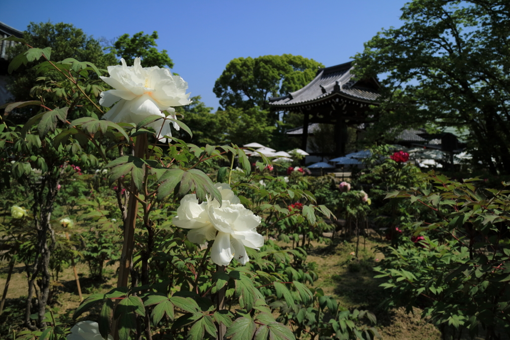 乙訓寺