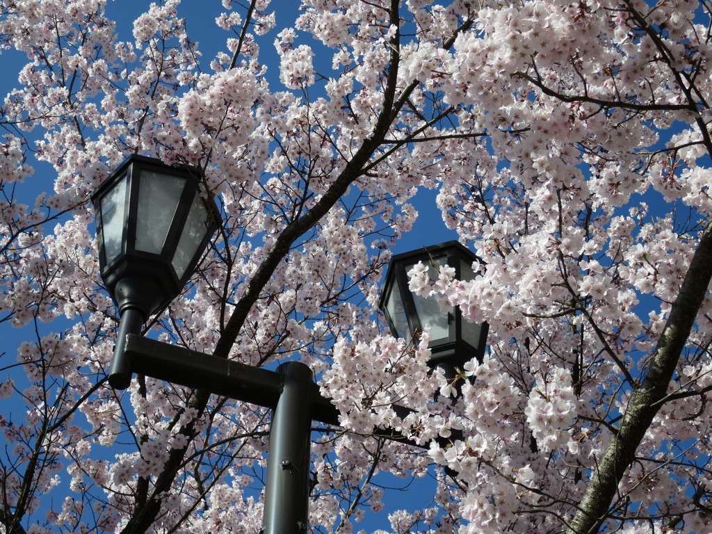 高遠城址公園の桜