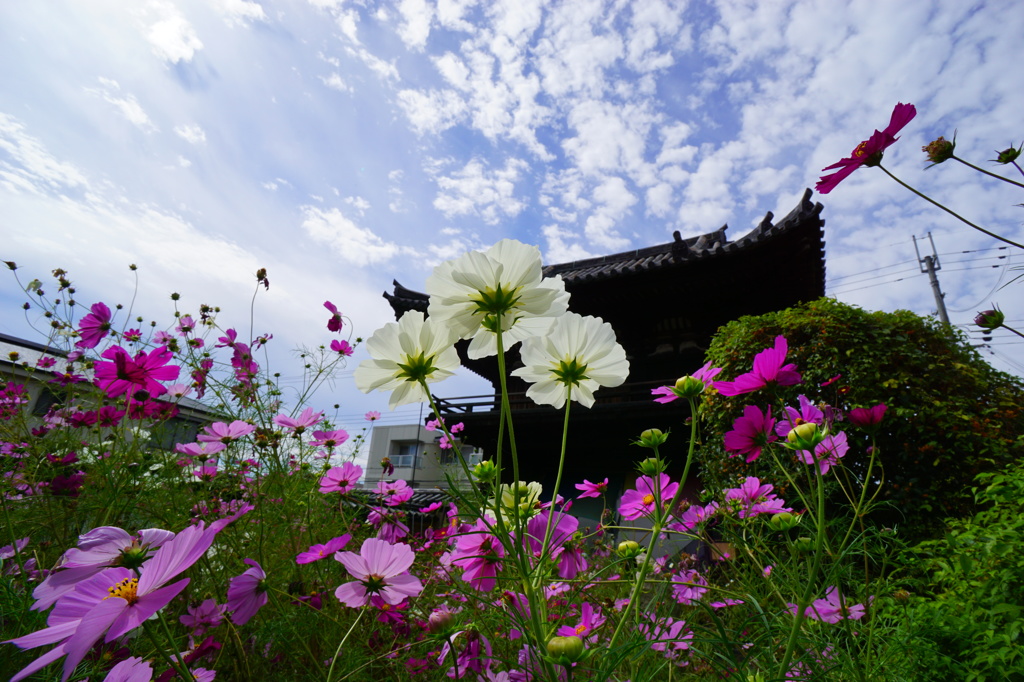 般若寺のコスモス