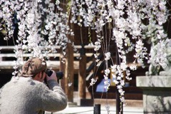豊橋 野依 しだれ桜