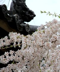 野依の桜