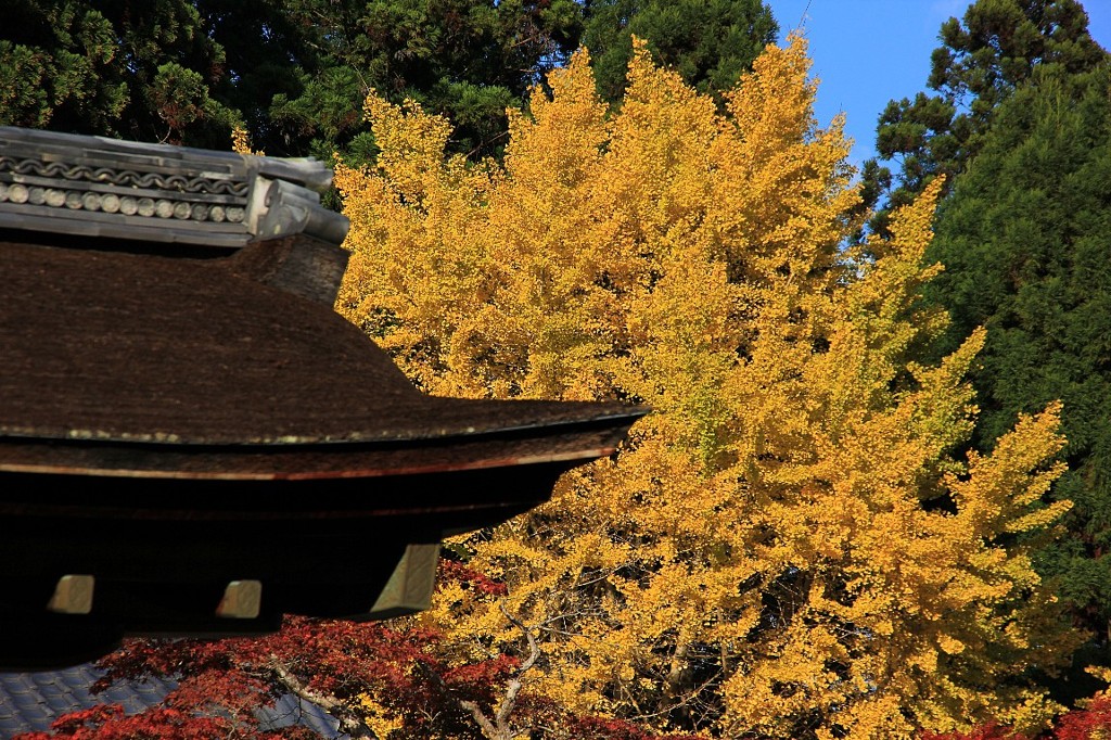 神護寺の銀杏