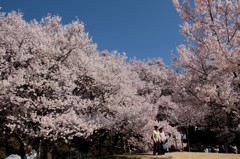 高遠城址公園の桜