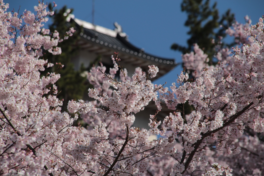 高遠城址公園の桜