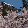 高遠城址公園の桜