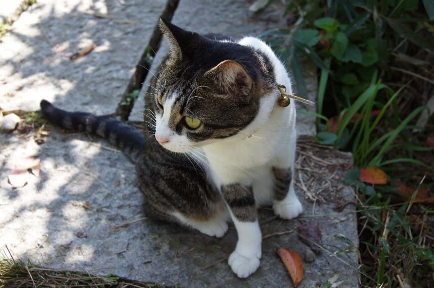 般若寺の猫ちゃん