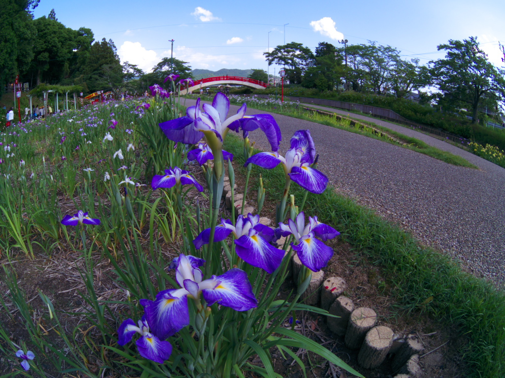 豊橋賀茂しょうぶ園