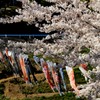 鯉のぼりと桜