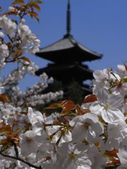 仁和寺御室桜