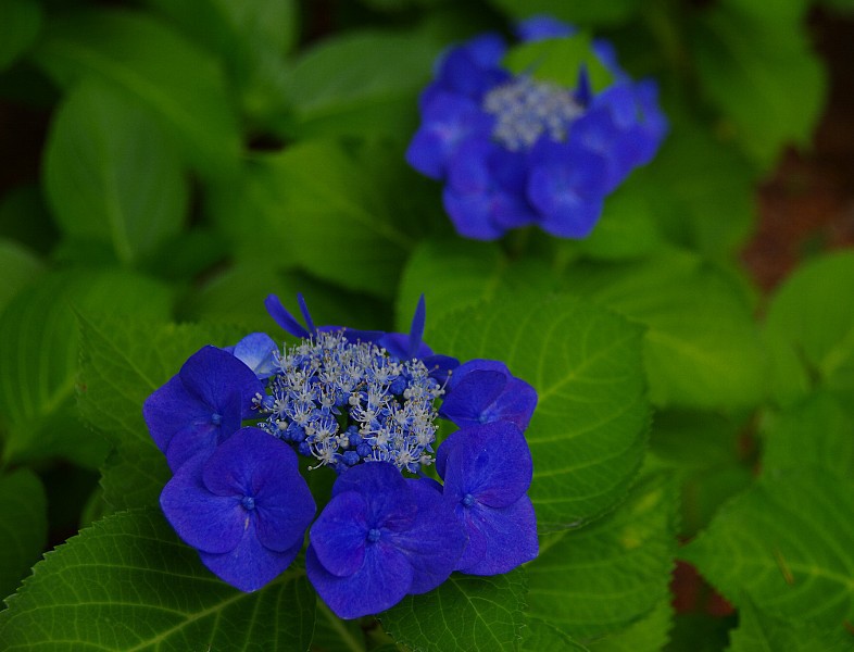 鶴舞公園（名古屋）