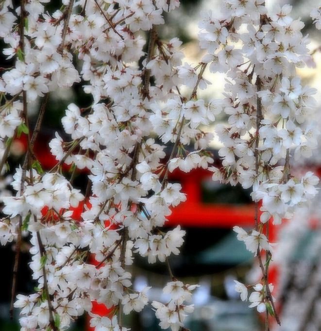 野依の桜