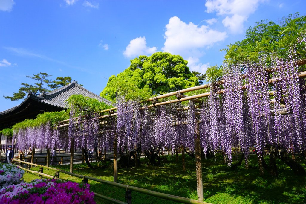 平等院の藤