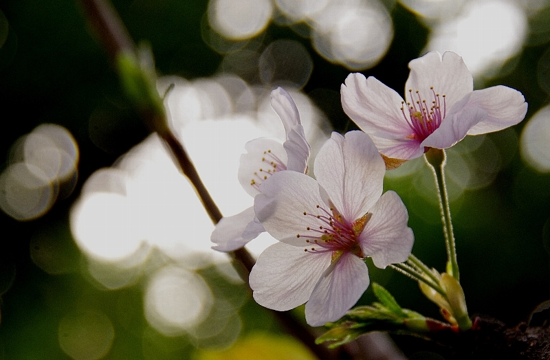 近所の桜