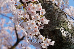 浜松城公園の桜